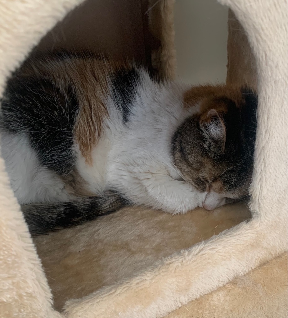 My calico cat is curled up asleep in her cat box.